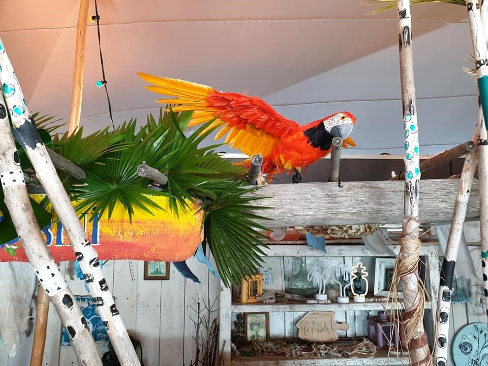 Papegaai Oranje Vliegend