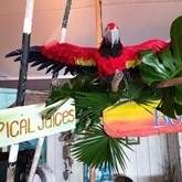 Papegaai Ara Vliegend, decor, decoratie, huren