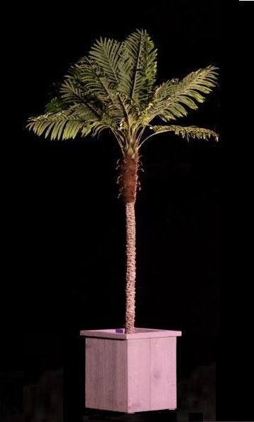 kunst Palmboom, In Houten Bak, kunstpalm, huren, verhuur
