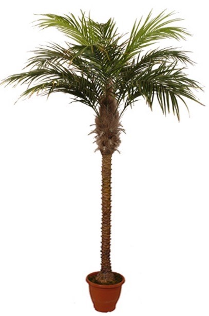 Kunst Palmboom 180Cm