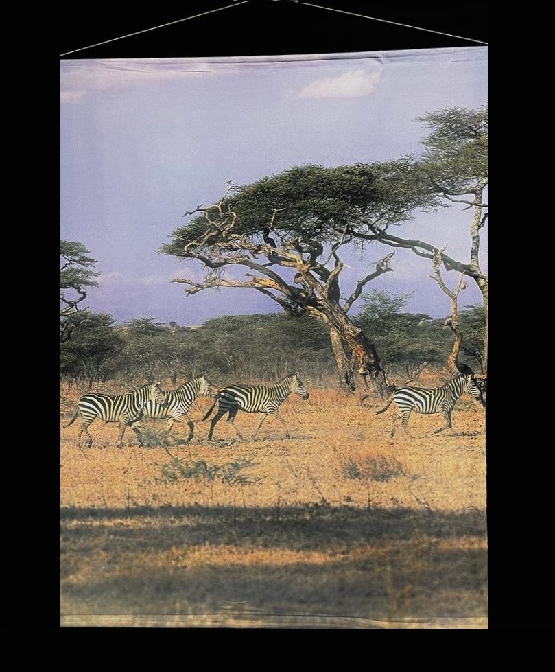 Banier, decordoek, Afrika, Dorre vlakte met Zebras 145 X 190 H