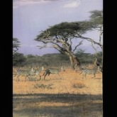 Banier, decordoek, Afrika, Dorre vlakte met Zebras 145 X 190 H