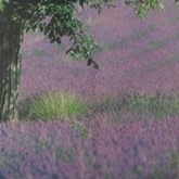 Banier Lavendel Veld 200X100cm Website