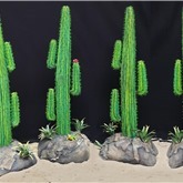 Cactussen 165Cm