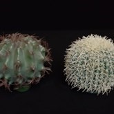 Cactus Bol, decor, huren, western