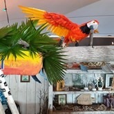 Papegaai Oranje Vliegend