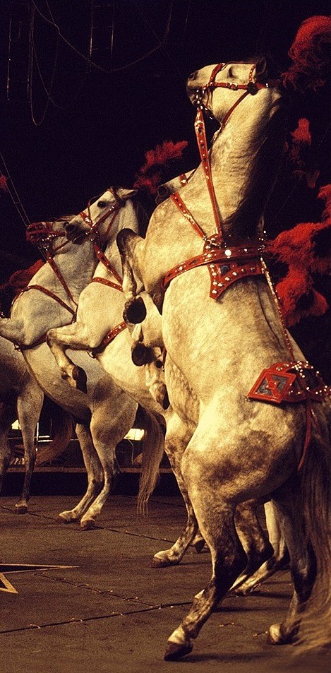 decordoek Circus Paarden, caroucelpaard, circus, paarden, decor