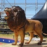 Circus Thema Met Leeuw