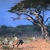 Afrika Met Zebra, decor, decordoek, huren