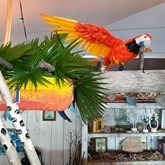 Papegaai Oranje Vliegend, decor, decoratie, huren