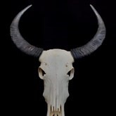 Imitatie Buffel Schedel, skull, decor, decoratie, huren