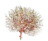 koraal plant 46cm breed