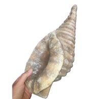 Schelp groot, 50x20cm (papier marche)