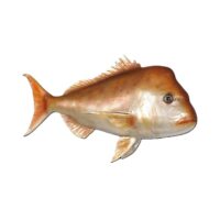 XL Vis, Lutjanidae snapper 39(h) x 85(l) x17(b)cm