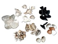 Zakje met 50 stuks diverse soorten schelpen