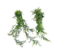 Zeewier achtige, Asparagus 85x20cm