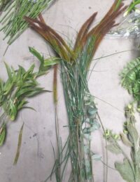 Zeewierachtige plant, graspluim, pennisetum 80cm