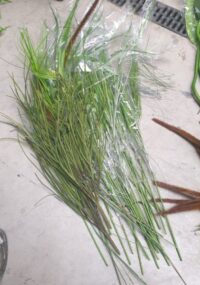 Zeewierachtige plant, Papyrusriet 80 cm