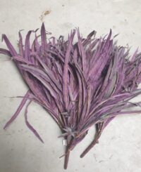 Zeewierachtige plant, rode varen 80 cm