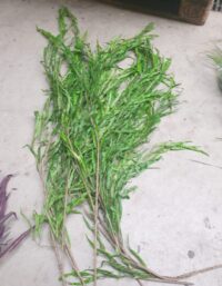 Zeewierachtige plant, wilgen tak 80 cm