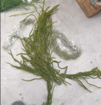 Zeewierachtige waterplant 60 cm