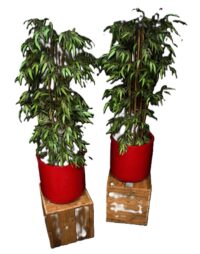 Bamboe vazen (rood, gekleurd) met Kentia varen
