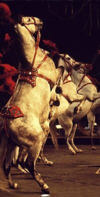 Banner Circus paarden 200x100cm (dekotex doek)