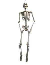 Geraamte, menselijk Skelet 160cm + standaard