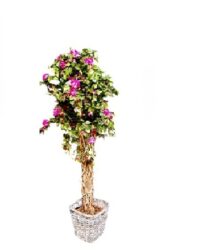 Bougainvillea, (kunst) met lila kleurig bloemen in mand 180(H)cm