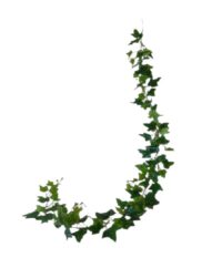 Klimop guirlande / slinger groen 180 - 220 cm (kunst)