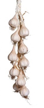 Knoflook strengen (dummy) 25/30 cm