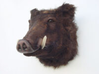 Dierenkop wild zwijn, 32(b) x 55(d) x 40(h)cm
