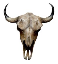 Runder schedel met hoorns 65x50cm
