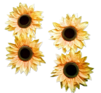Zonnebloem XXL, zonder steel