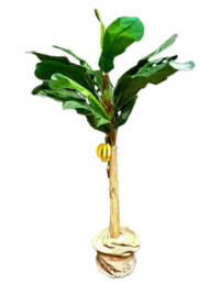 Bananenboom (kunst) in een pot met jute, 250(h)cm