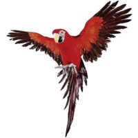 Papegaai, vliegend, rood, blauw, 72cm