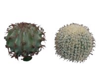 Cactus bol (groen kunststof) 25(Ø) cm