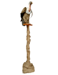 Grote pluche Gier 3D, op een houten paal 180(h)cm