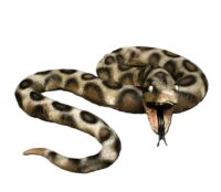 Rubber Python slang 56 x 50 x 13(h)cm