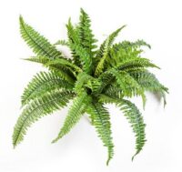 Varens, kunstplant, 40 / 45 cm hoog