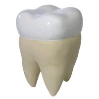 XL achter kies 40(h) x 26 cm