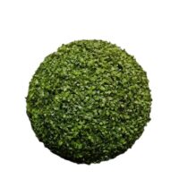 buxus bol 60 cm doorsnede