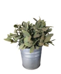 Oregano plantje in zinken bloempot, 20 x 23(h) cm