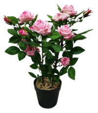Roze Rozenstruik in pot 65 cm