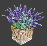 Bloemen & planten